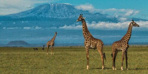 Amboseli National Park2