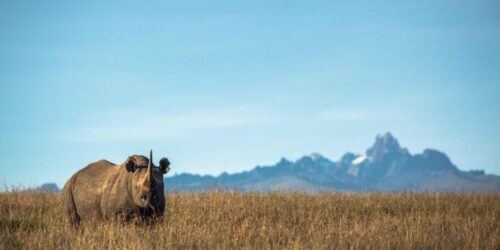 Borana Wildlife Conservancy