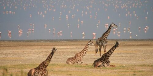 Lake Manyara National Park5