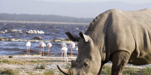 Lake Nakuru National Park scaled 1