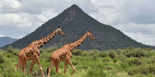 Samburu National Reserve2