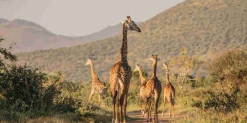 Kenya Family safaris   Finch Hattons Luxury Tented Camp   Tsavo West National Park   Africa Kenya Safaris Limited (1)