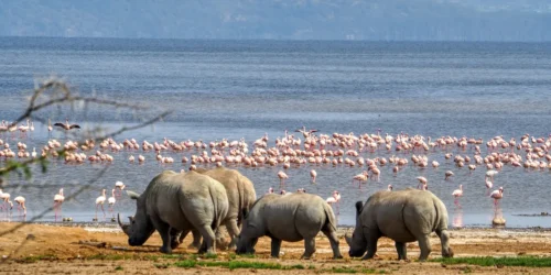 Lake Nakuru National Park Kenya   best place to see rhinos and flamingos  Adeli Kenya Safaris   best Africa sustainable safari tour company in Kenya