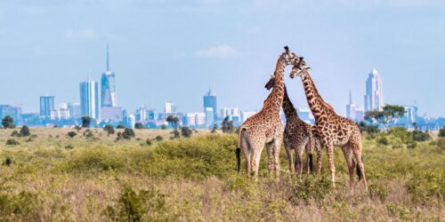 Book exciting Nairobi Kenya safaris & excursion activities with Adeli Kenya Safaris and explore best wildlife parks & reserves in Kenya