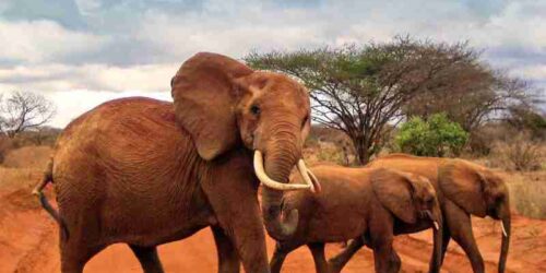 Red elephants at Tsavo East National Park Kenya   Adeli Kenya Safaris   best Africa sustainable safari tour company in Kenya