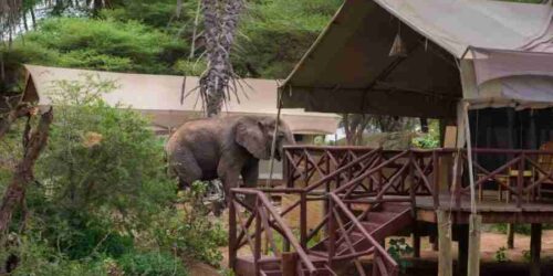 Samburu Elephant Bedroom Camp  Adeli Kenya Safaris   best Africa sustainable safari tour company in Kenya